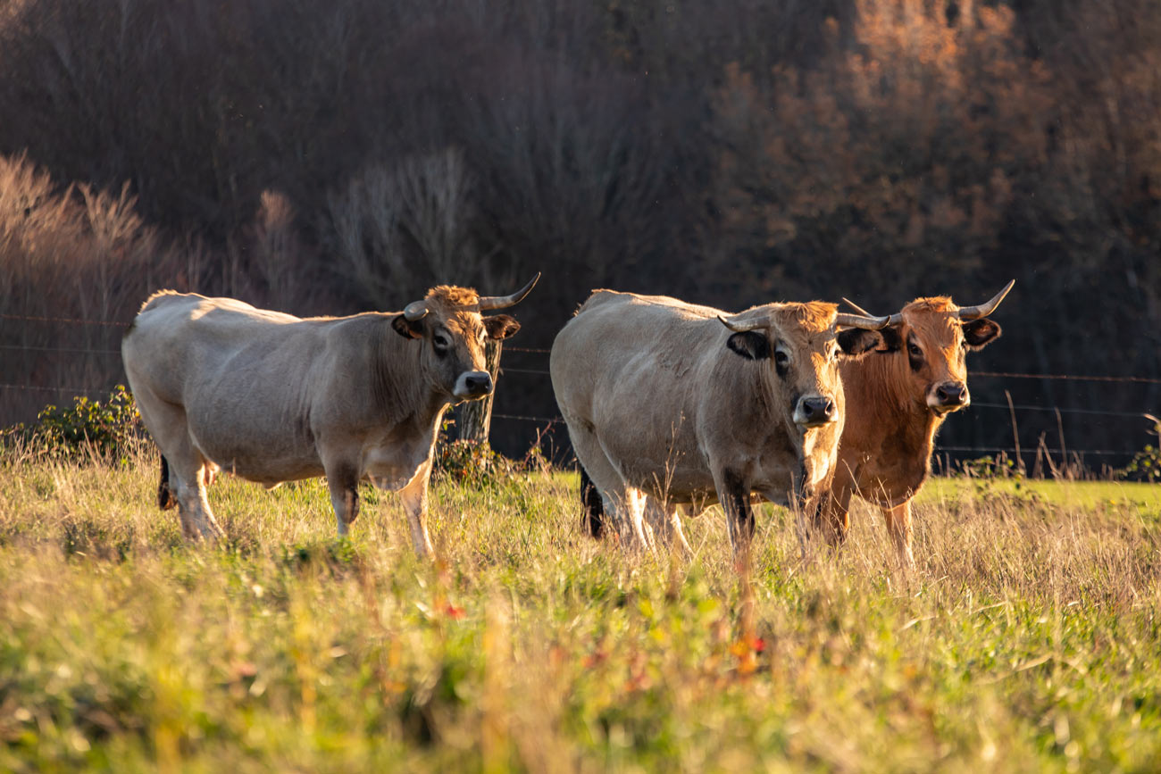 Les vaches de race Aubrac de la ferme de Planesty